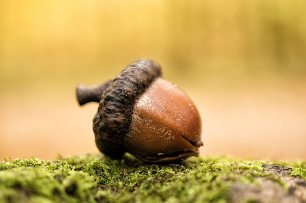 acorn on the ground