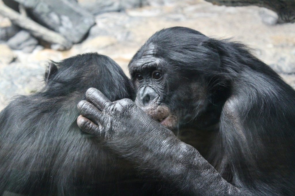 two bonobos interacting