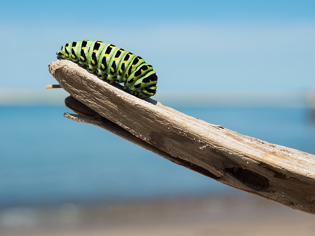 Green and black striped caterpillar on a branch
