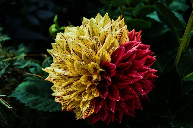 Dahlia flower with two colors - yellow and red