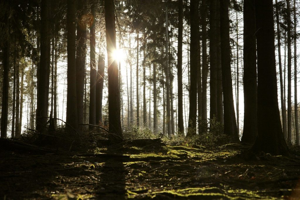 sunlight streaming through trees of forest