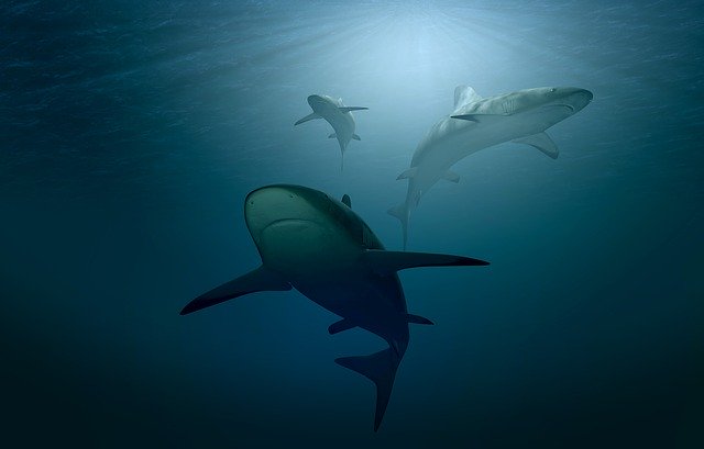 three sharks underwater