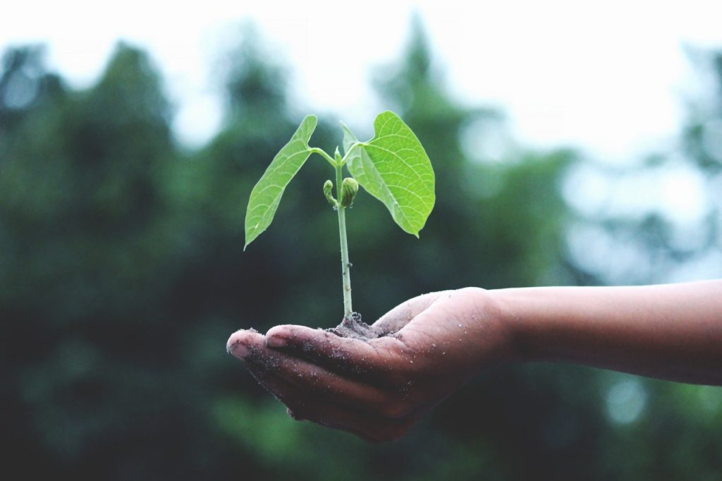 hand holding a green plant