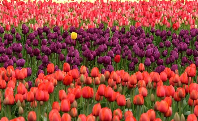 One yellow tulip in a sea of red and purple tulips